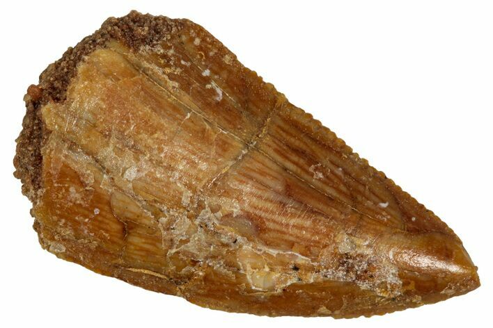 Serrated Raptor Tooth - Real Dinosaur Tooth #333368